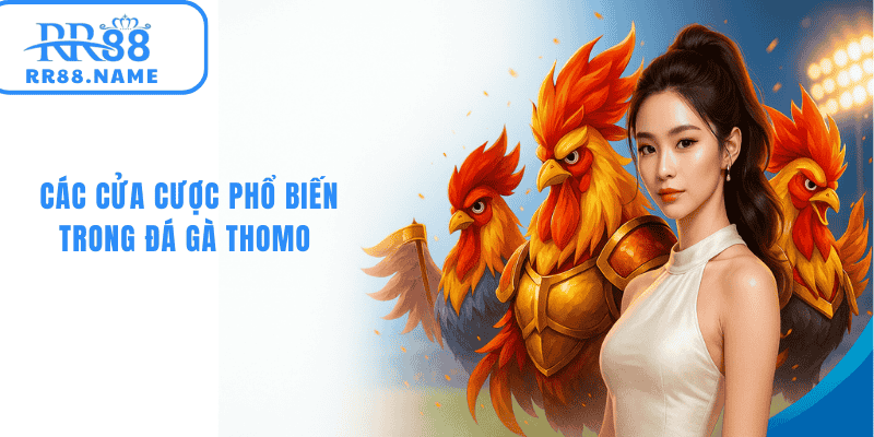 Các sảnh cá cược đá gà thomo phổ biến tại RR88 
