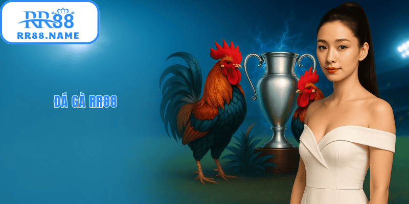 Đá gà RR88 nơi các cuộc chiến nãy lửa, hấp dẫn diễn ra